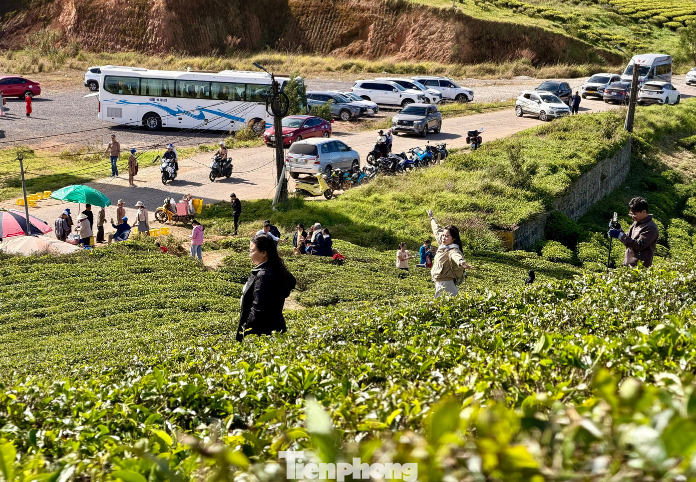 Giới trẻ nườm nượp check-in đồi ch&egrave; Cầu Đất- Ảnh 1.
