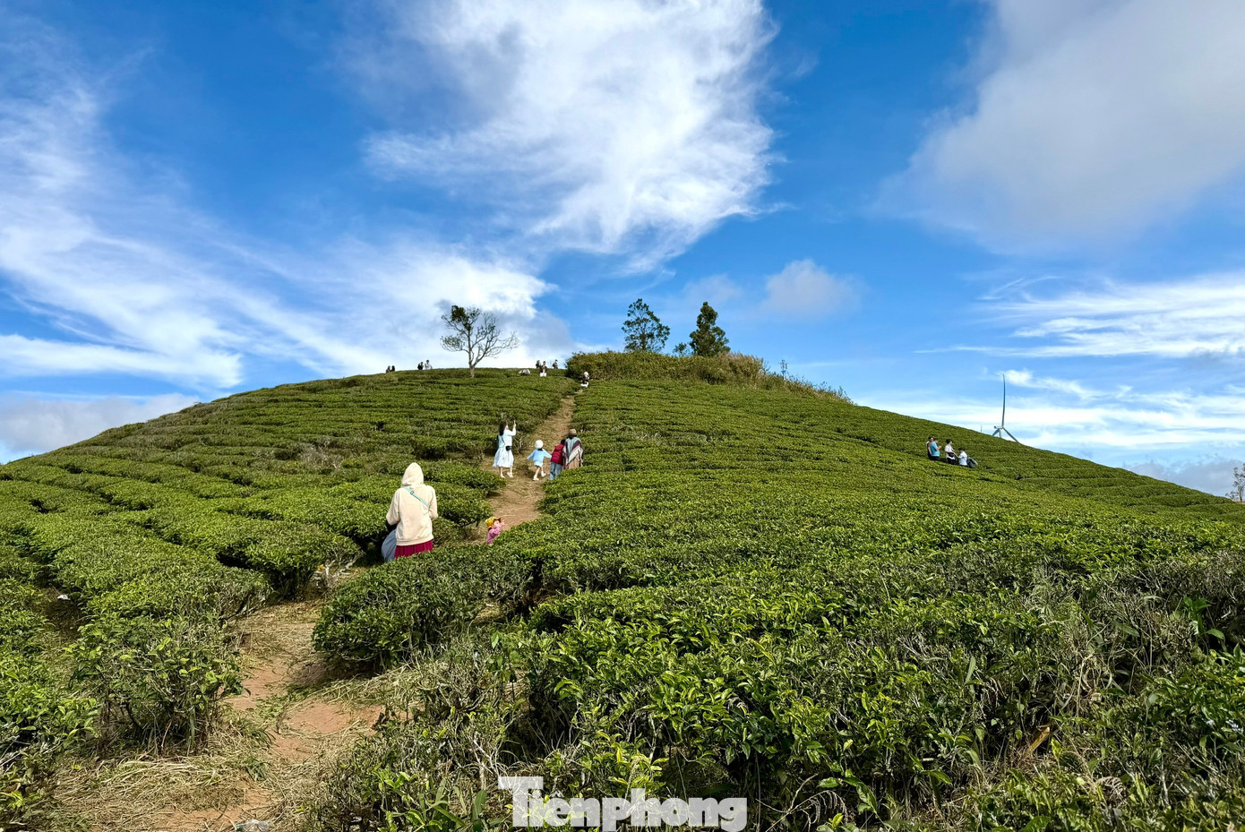 Giới trẻ nườm nượp check-in đồi ch&egrave; Cầu Đất- Ảnh 2.