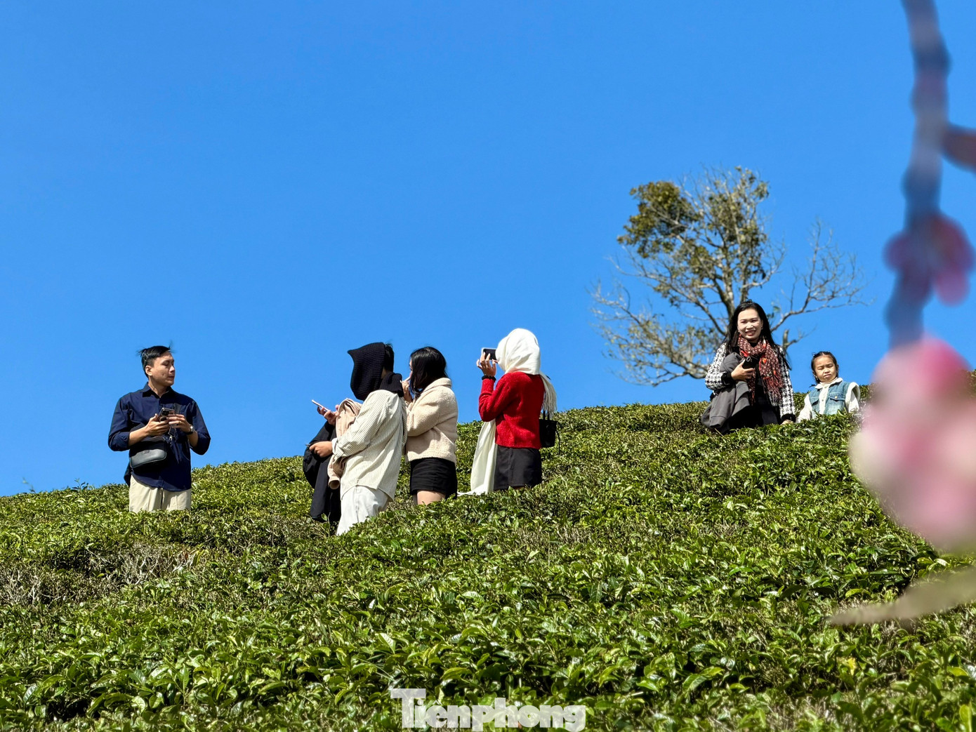 Giới trẻ nườm nượp check-in đồi ch&egrave; Cầu Đất- Ảnh 12.