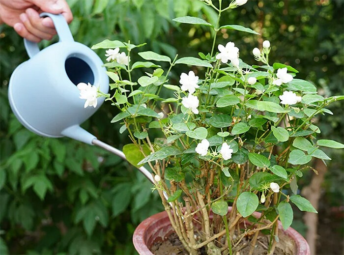 4 lo&agrave;i hoa dụ rắn v&agrave;o nh&agrave;- Ảnh 5.