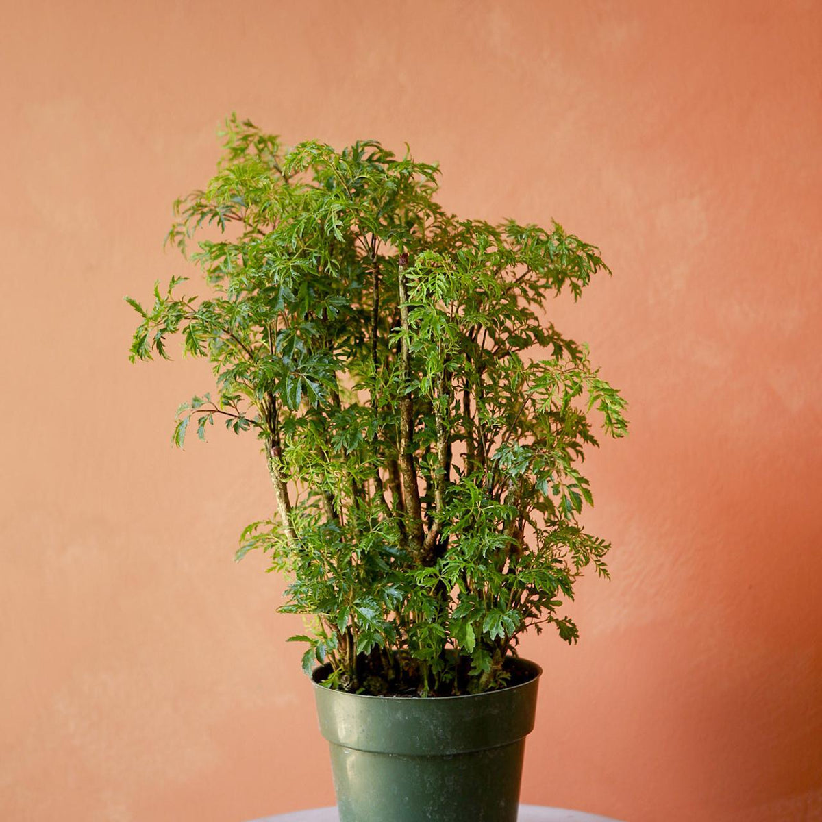 3 loại c&acirc;y n&ecirc;n trồng trước cửa nh&agrave; dịp năm mới: &ldquo;H&uacute;t&rdquo; vận may, d&ugrave;ng l&agrave;m thuốc- Ảnh 2.