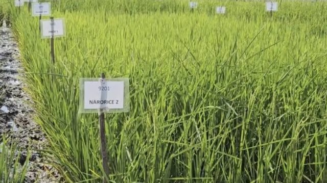 Ph&aacute;t minh chưa từng c&oacute; của Ấn Độ l&agrave;m rung chuyển ng&agrave;nh lương thực: Tạo ra giống l&uacute;a chỉnh sửa gen tăng 30% năng suất, sản lượng tăng th&ecirc;m 4,5 triệu tấn l&uacute;a- Ảnh 1.