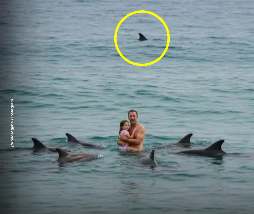 Bức ảnh sốc tr&ecirc;n biển: Đ&agrave;n c&aacute; heo v&acirc;y quanh 2 cha con, khung cảnh th&oacute;t tim nhưng sự thật l&agrave;...- Ảnh 1.