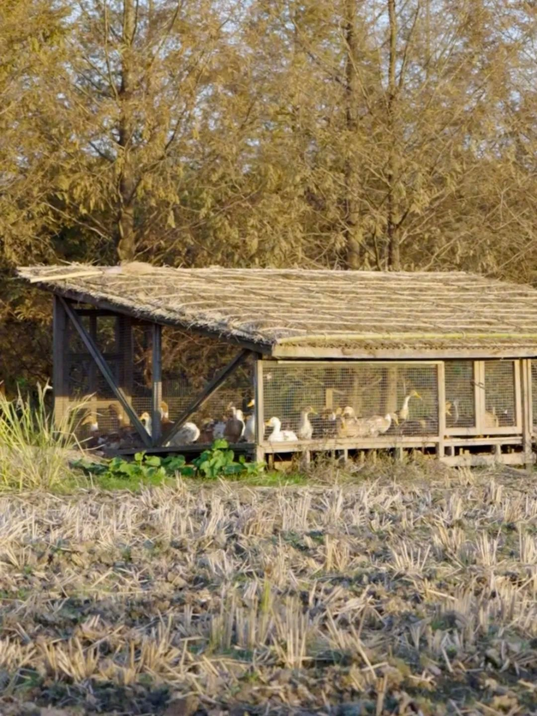 Vừa đi l&agrave;m, vừa l&agrave;m n&ocirc;ng: N&ocirc;ng trại 400 mẫu trở th&agrave;nh quyết định t&agrave;i ch&iacute;nh đ&uacute;ng của đ&ocirc;i vợ chồng trung ni&ecirc;n- Ảnh 13.