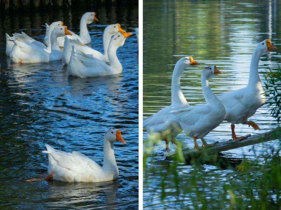 Vừa đi l&agrave;m, vừa l&agrave;m n&ocirc;ng: N&ocirc;ng trại 400 mẫu trở th&agrave;nh quyết định t&agrave;i ch&iacute;nh đ&uacute;ng của đ&ocirc;i vợ chồng trung ni&ecirc;n- Ảnh 16.