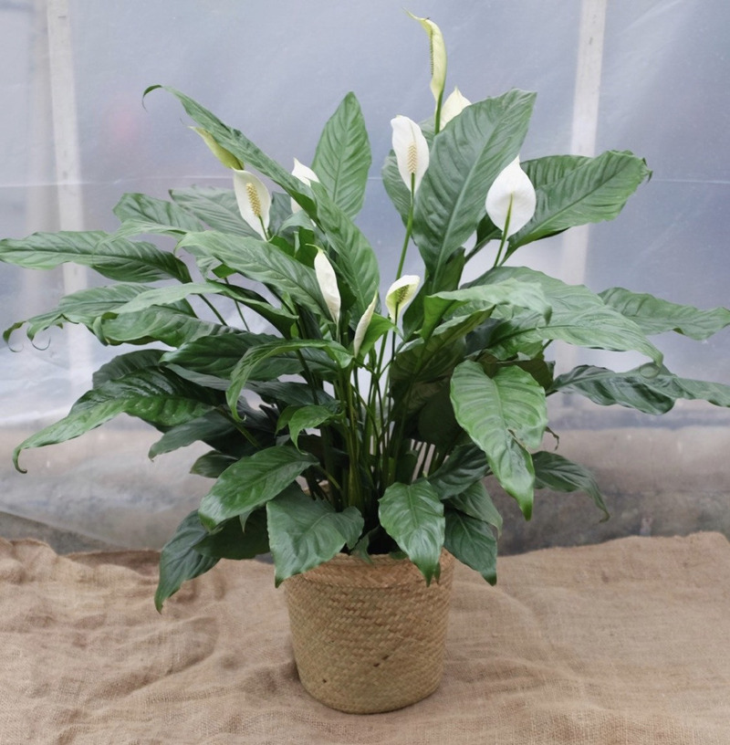 5 loại c&acirc;y gi&uacute;p nh&agrave; cửa m&ugrave;a đ&ocirc;ng l&uacute;c n&agrave;o cũng kh&ocirc; tho&aacute;ng: Số 2 người Việt rất ưa chuộng- Ảnh 2.