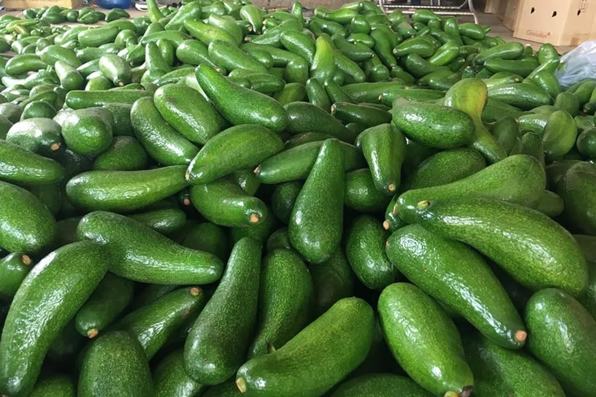 Loại quả &ldquo;tốt nhất thế giới&rdquo;, ở Việt Nam trồng bạt ng&agrave;n m&agrave; gi&aacute; cực rẻ- Ảnh 3.