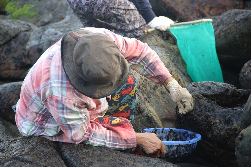 Đặc sản đen s&igrave; b&aacute;m chặt v&aacute;ch đ&aacute;: Thứ "lộc trời" gi&aacute; cả triệu đồng m&agrave; H&ograve;a Minzy cũng bất chấp s&oacute;ng đ&aacute;nh ướt sũng để h&aacute;i bằng được- Ảnh 6.