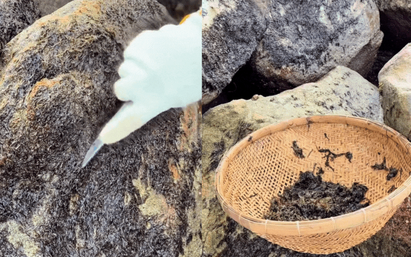 Đặc sản đen s&igrave; b&aacute;m chặt v&aacute;ch đ&aacute;: Thứ "lộc trời" gi&aacute; cả triệu đồng m&agrave; H&ograve;a Minzy cũng bất chấp s&oacute;ng đ&aacute;nh ướt sũng để h&aacute;i bằng được- Ảnh 4.