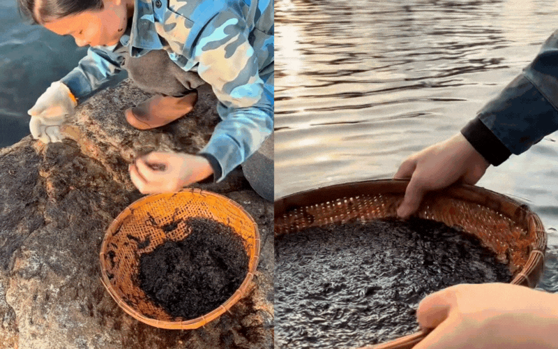 Đặc sản đen s&igrave; b&aacute;m chặt v&aacute;ch đ&aacute;: Thứ "lộc trời" gi&aacute; cả triệu đồng m&agrave; H&ograve;a Minzy cũng bất chấp s&oacute;ng đ&aacute;nh ướt sũng để h&aacute;i bằng được- Ảnh 12.
