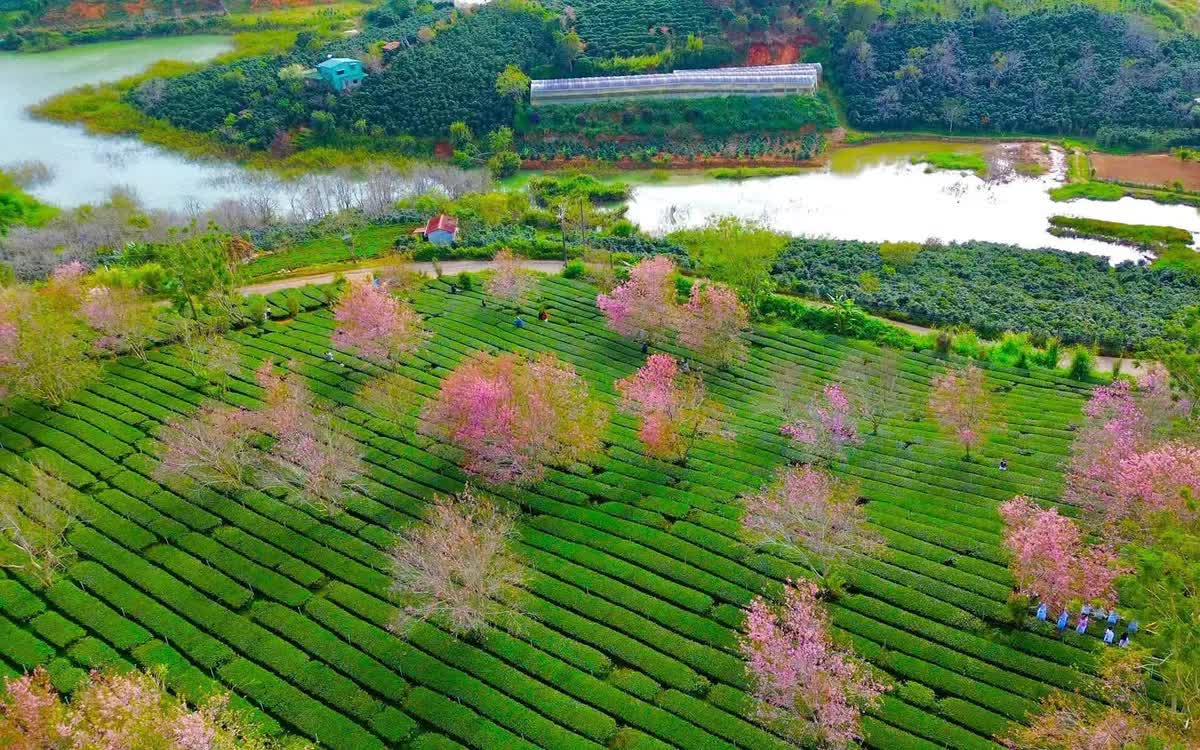 Sắc hồng mai anh đ&agrave;o lan tỏa khắp Đ&agrave; Lạt những ng&agrave;y đầu năm 2026.