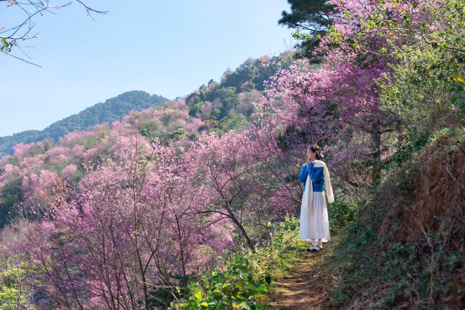 Sắc hồng Mai anh đào lan tỏa khắp Đà Lạt những ngày đầu năm 2026- Ảnh 3. Sắc hồng Mai anh đào lan tỏa khắp Đà Lạt những ngày đầu năm 2026- Ảnh 3.
