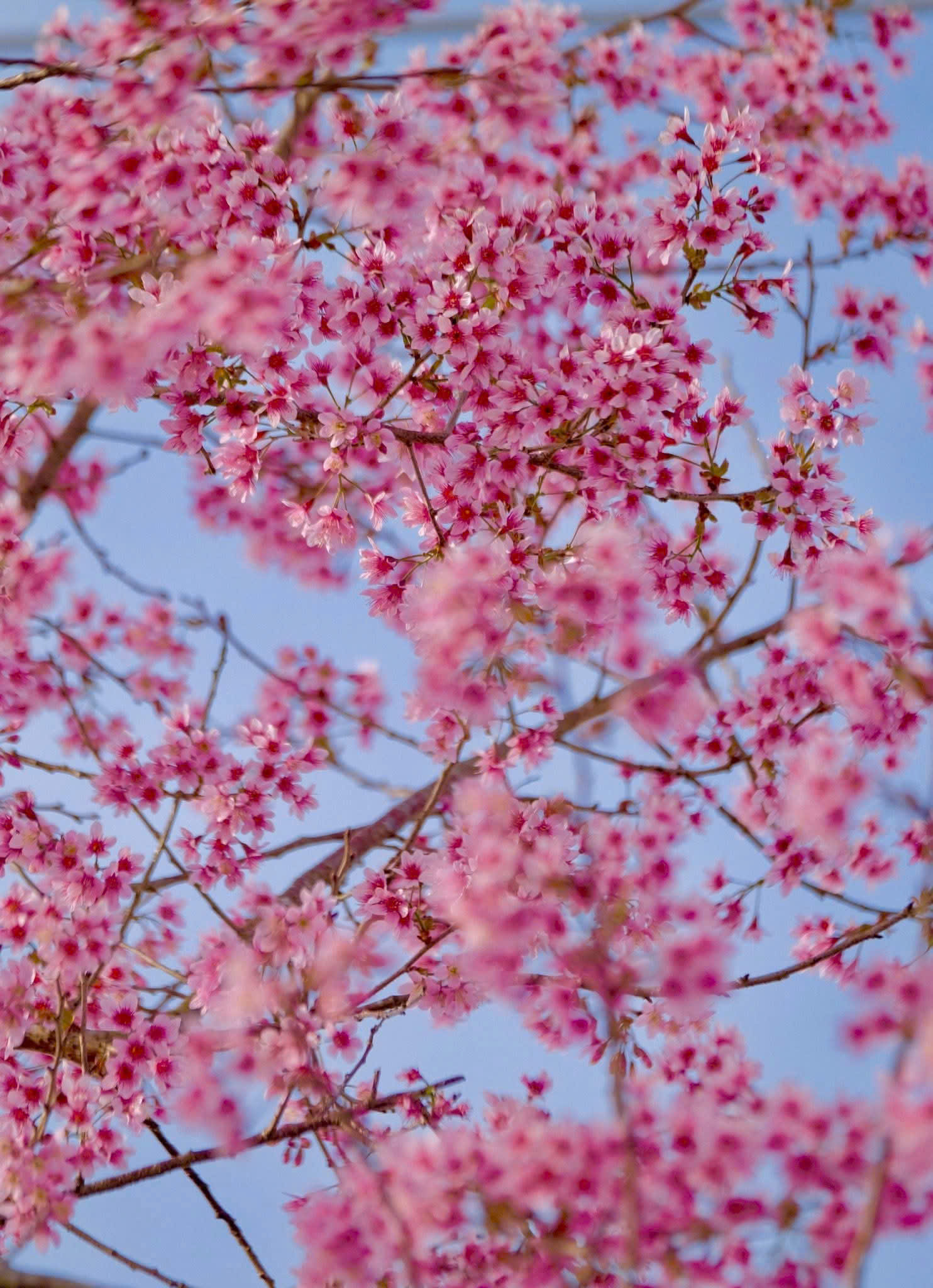 Sắc hồng Mai anh đào lan tỏa khắp Đà Lạt những ngày đầu năm 2026- Ảnh 2. Sắc hồng Mai anh đào lan tỏa khắp Đà Lạt những ngày đầu năm 2026- Ảnh 2.