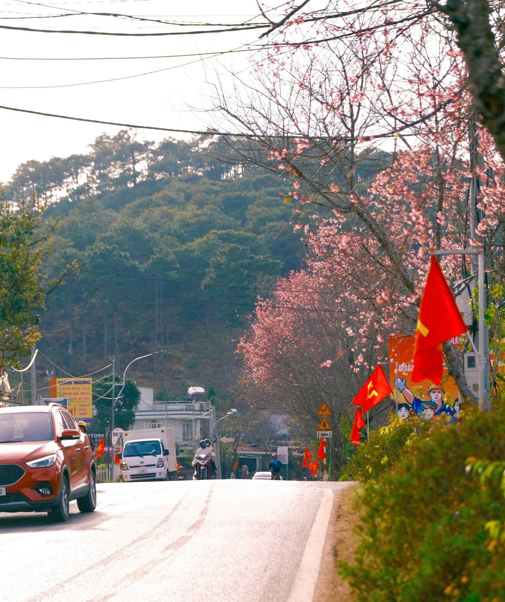 Sắc hồng Mai anh đào lan tỏa khắp Đà Lạt những ngày đầu năm 2026- Ảnh 4. Sắc hồng Mai anh đào lan tỏa khắp Đà Lạt những ngày đầu năm 2026- Ảnh 4.