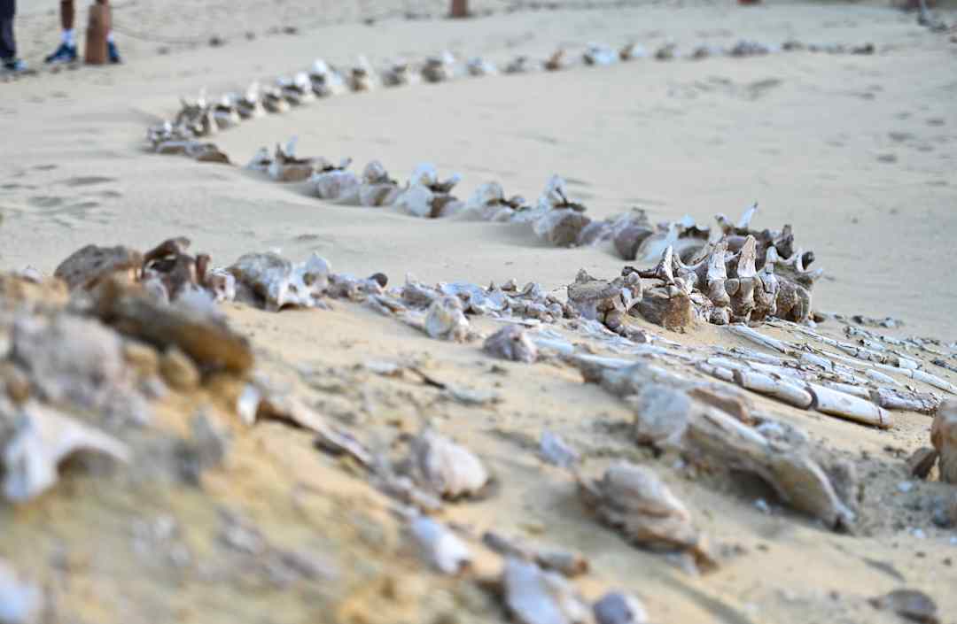 Thung lũng cá voi ở Ai Cập hé lộ hành trình tiến hóa kỳ lạ khi cá voi từng có chân và sống trên đất liền- Ảnh 1. Thung lũng cá voi ở Ai Cập hé lộ hành trình tiến hóa kỳ lạ khi cá voi từng có chân và sống trên đất liền- Ảnh 1.