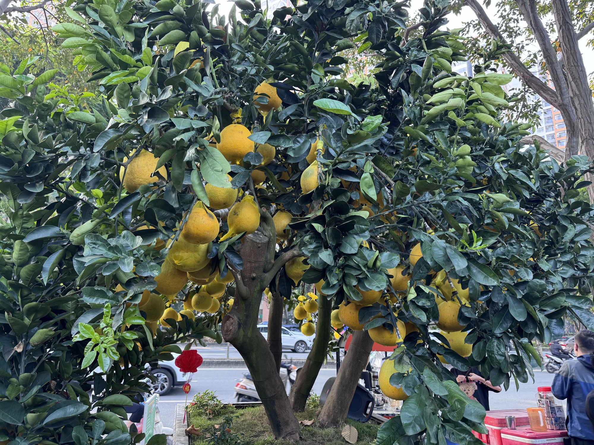 Hai chậu bưởi Diễn khổng lồ gần 800 quả khiến ai đi qua cũng phải ngo&aacute;i nh&igrave;n- Ảnh 1.