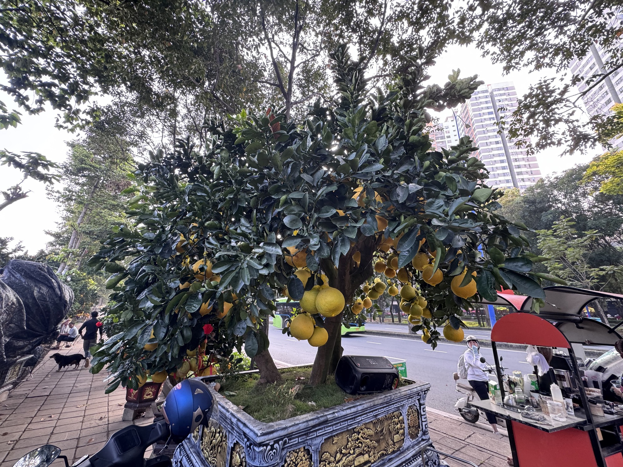 Hai chậu bưởi Diễn khổng lồ gần 800 quả khiến ai đi qua cũng phải ngo&aacute;i nh&igrave;n- Ảnh 2.