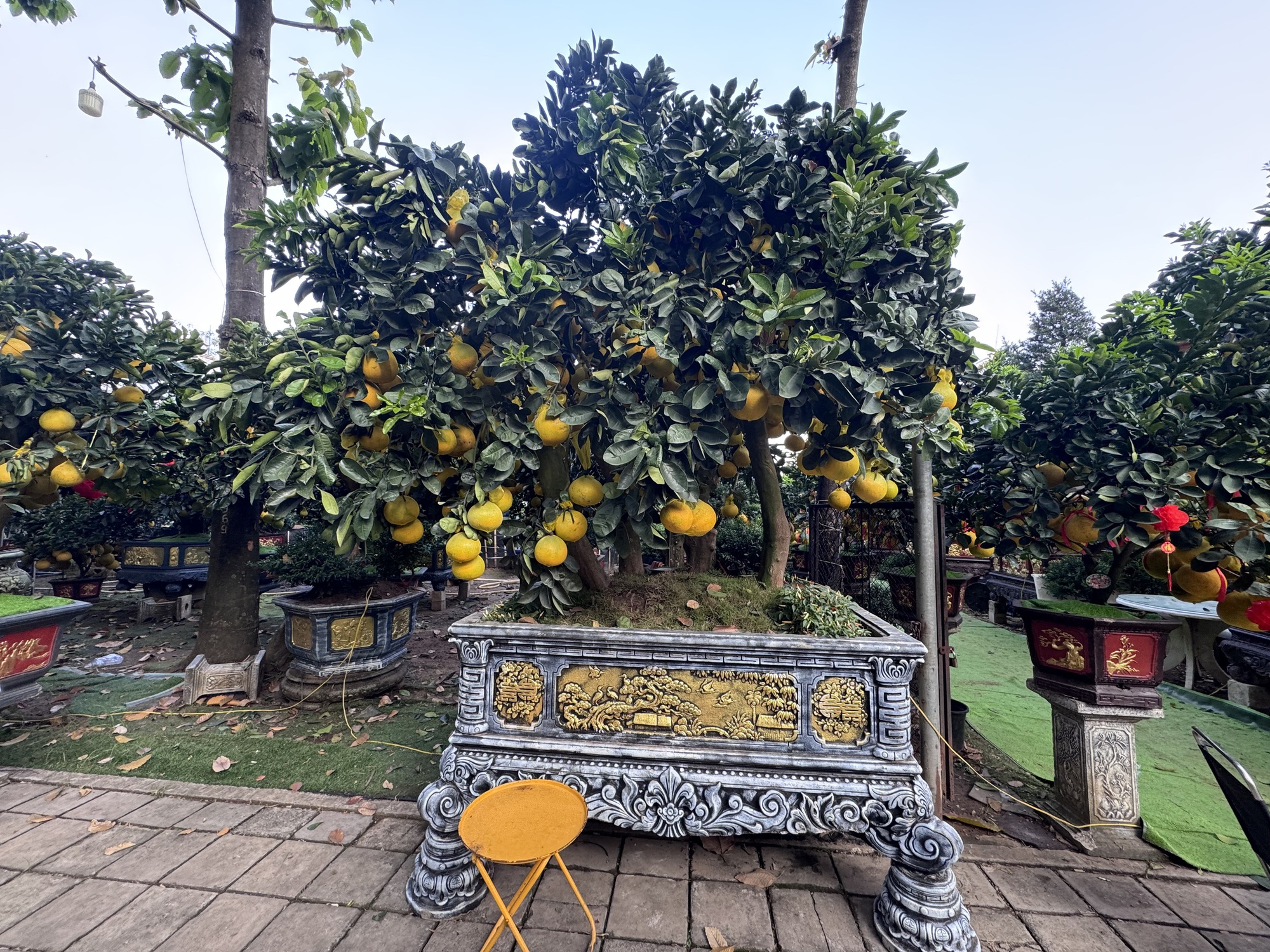 Hai chậu bưởi Diễn khổng lồ gần 800 quả khiến ai đi qua cũng phải ngo&aacute;i nh&igrave;n- Ảnh 3.