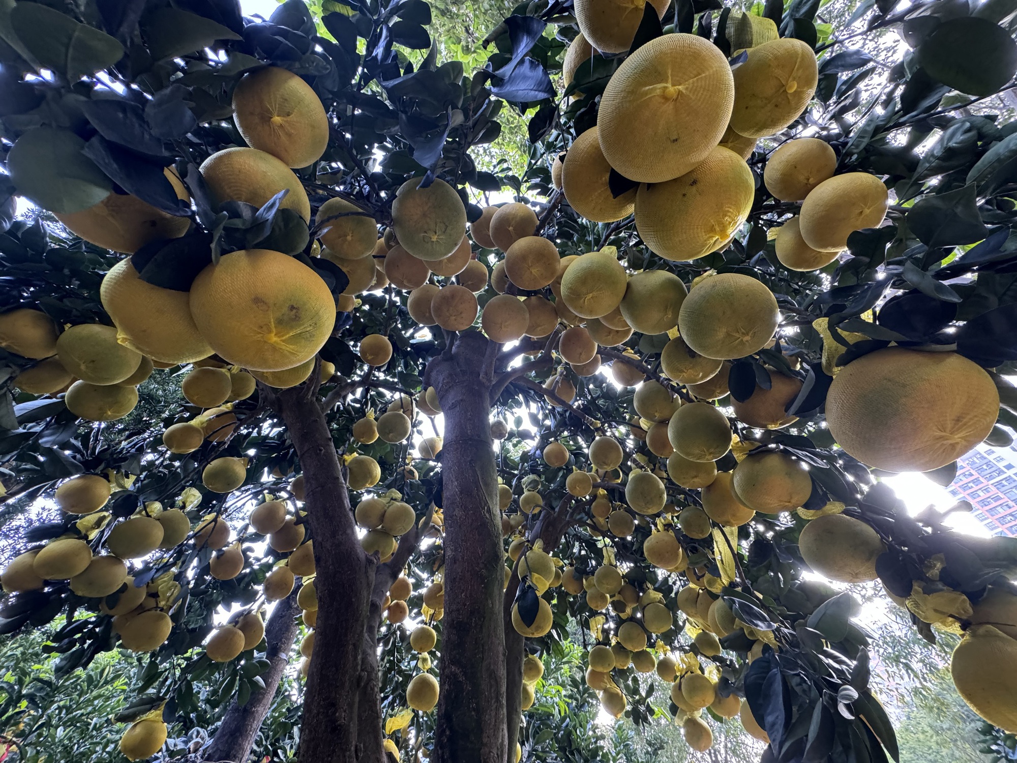 Hai chậu bưởi Diễn khổng lồ gần 800 quả khiến ai đi qua cũng phải ngo&aacute;i nh&igrave;n- Ảnh 4.