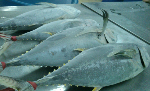 Một sản vật dưới nước của Việt Nam được Canada liên tục săn lùng: Thu về hơn 38 triệu USD, Thái Lan đang là là đối thủ lớn nhất- Ảnh 1. Một sản vật dưới nước của Việt Nam được Canada liên tục săn lùng: Thu về hơn 38 triệu USD, Thái Lan đang là là đối thủ lớn nhất- Ảnh 1.