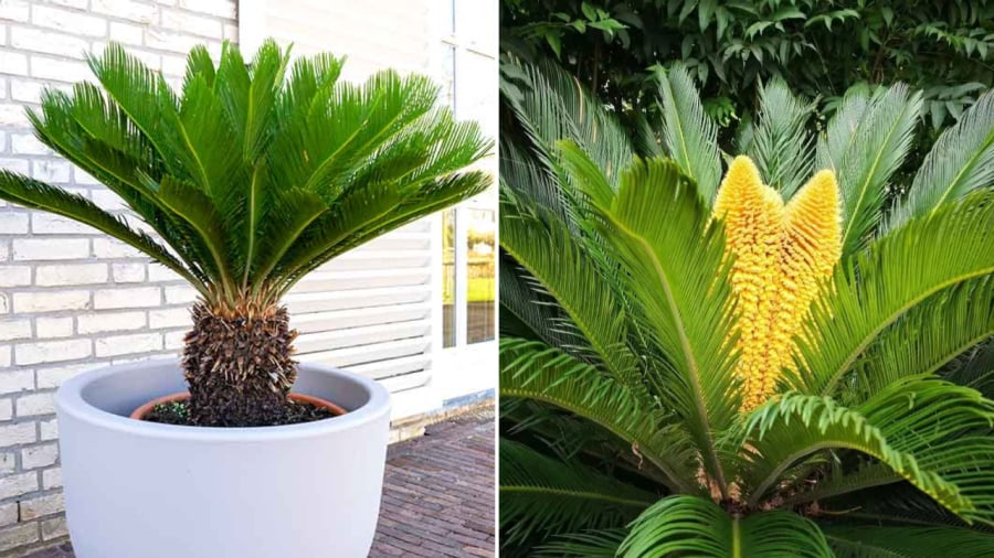 5 cây cảnh hiếm khi ra hoa, gia chủ cả đời có khi chỉ được chứng kiến 1 lần, là điềm báo đại cát, đại lợi- Ảnh 3. 5 cây cảnh hiếm khi ra hoa, gia chủ cả đời có khi chỉ được chứng kiến 1 lần, là điềm báo đại cát, đại lợi- Ảnh 3.