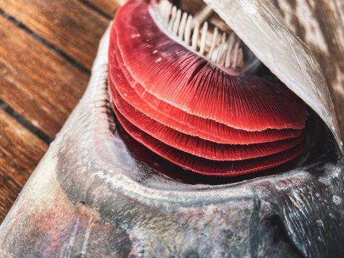 3 bộ phận của cá rẻ mấy cũng không nên ăn: Ẩn chứa kim loại nặng, ký sinh trùng, thậm chí chất độc- Ảnh 2. 3 bộ phận của cá rẻ mấy cũng không nên ăn: Ẩn chứa kim loại nặng, ký sinh trùng, thậm chí chất độc- Ảnh 2.