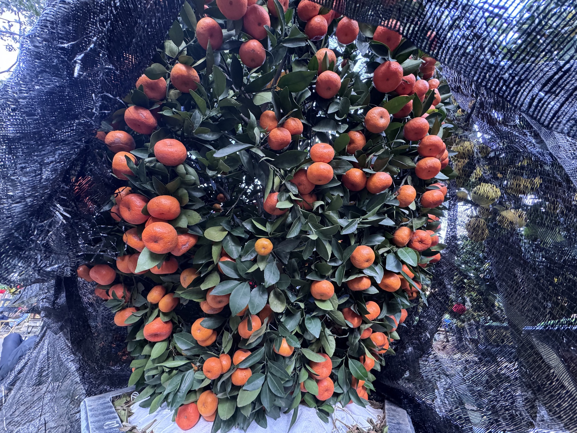 Hai chậu bưởi Diễn khổng lồ gần 800 quả khiến ai đi qua cũng phải ngo&aacute;i nh&igrave;n- Ảnh 6.