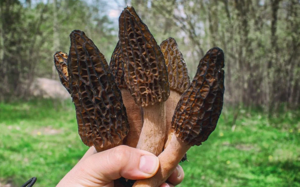 Loại c&acirc;y dại mọc um t&ugrave;m ở Việt Nam, "trời T&acirc;y" b&aacute;n gi&aacute; 13 triệu đồng/kg vẫn c&oacute; người r&uacute;t hầu bao- Ảnh 1.