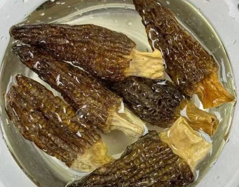 Loại c&acirc;y dại mọc um t&ugrave;m ở Việt Nam, "trời T&acirc;y" b&aacute;n gi&aacute; 13 triệu đồng/kg vẫn c&oacute; người r&uacute;t hầu bao- Ảnh 3.