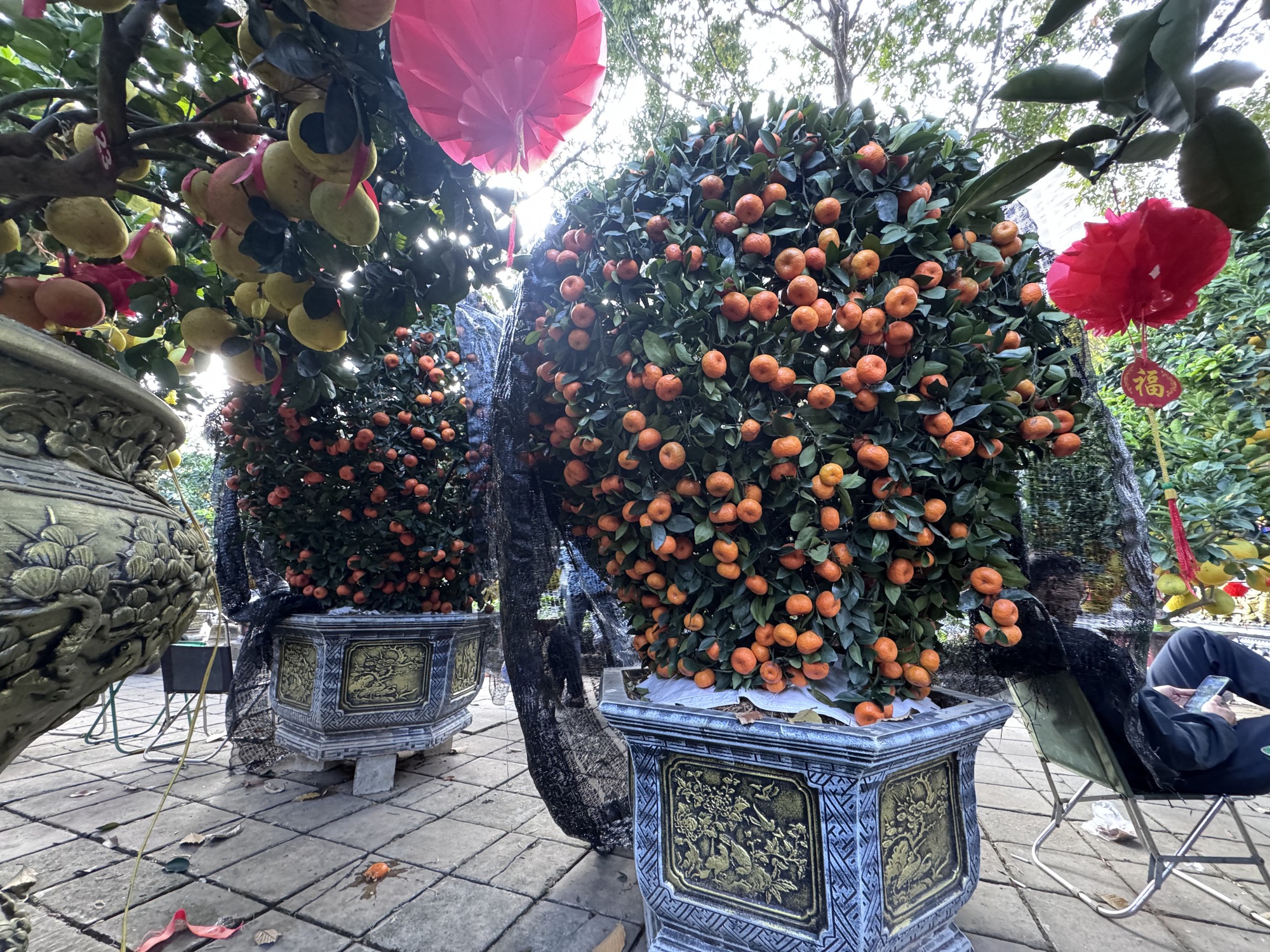 Hai chậu bưởi Diễn khổng lồ gần 800 quả khiến ai đi qua cũng phải ngo&aacute;i nh&igrave;n- Ảnh 5.