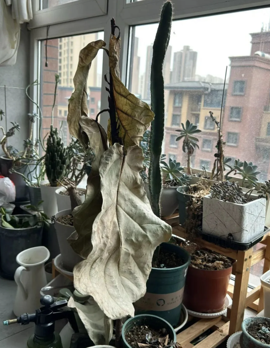 Người gi&agrave;u kh&ocirc;ng bao giờ đặt 5 thứ n&agrave;y ở ban c&ocirc;ng, người ngh&egrave;o lại v&ocirc; tư chất đống- Ảnh 4.