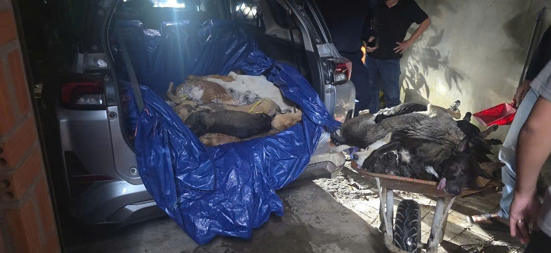 Đột k&iacute;ch "c&ocirc;ng xưởng" giết mổ ch&oacute; trộm ở T&acirc;y Ninh, bắt giữ nhiều đối tượng- Ảnh 6.