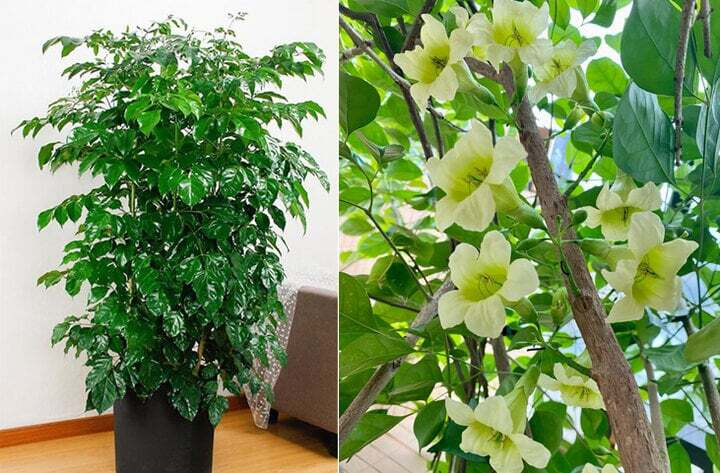 5 cây cảnh hiếm khi ra hoa, gia chủ cả đời có khi chỉ được chứng kiến 1 lần, là điềm báo đại cát, đại lợi- Ảnh 5. 5 cây cảnh hiếm khi ra hoa, gia chủ cả đời có khi chỉ được chứng kiến 1 lần, là điềm báo đại cát, đại lợi- Ảnh 5.