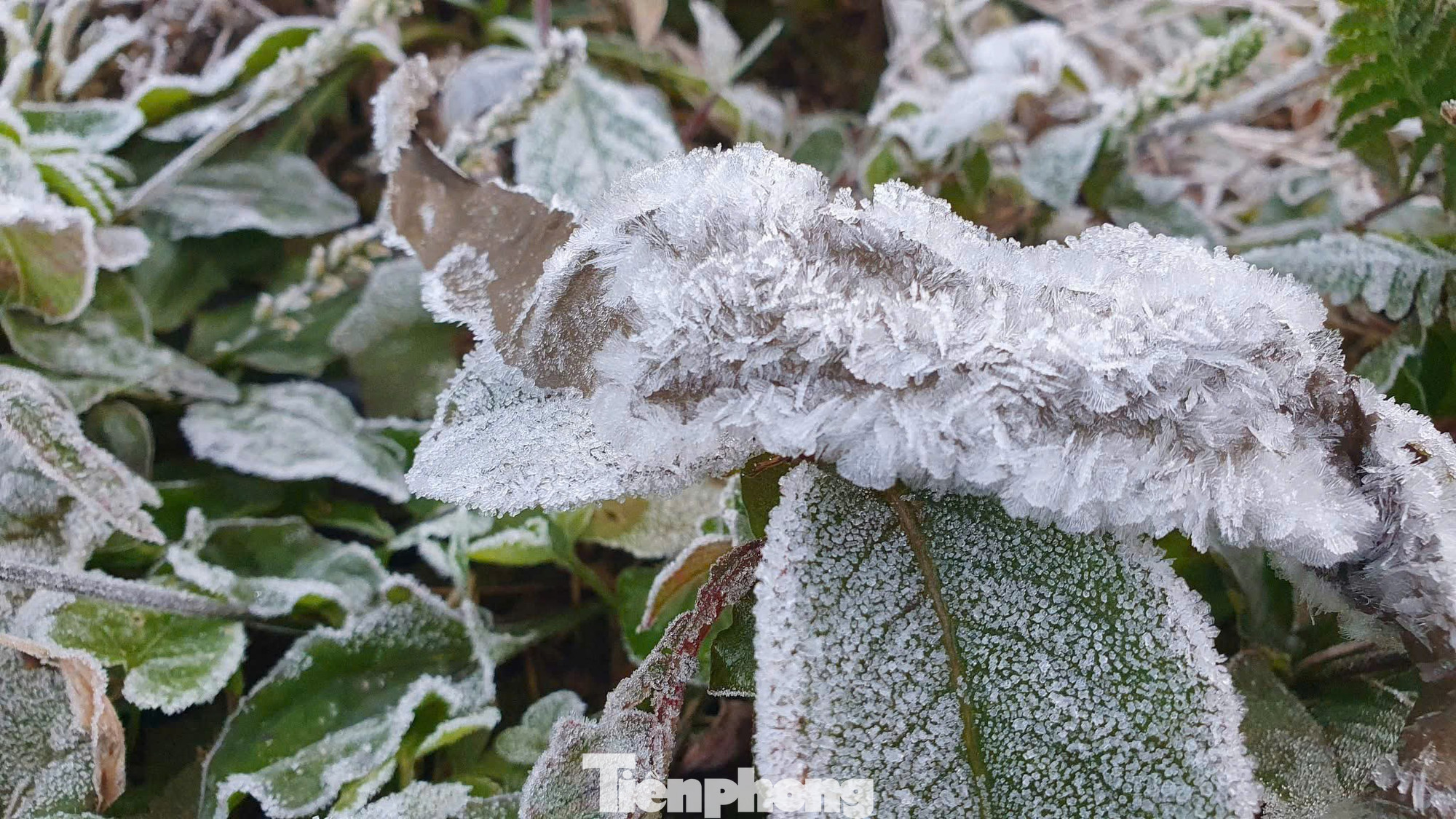 Ngo&agrave;i Fansipan, Mẫu Sơn, h&ocirc;m nay băng gi&aacute; xuất hiện ở cả điểm miền Trung n&agrave;y- Ảnh 1.