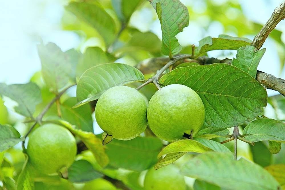 V&igrave; sao nhiều gia đ&igrave;nh ng&agrave;y c&agrave;ng th&iacute;ch trồng c&acirc;y ổi trong s&acirc;n? H&oacute;a ra kh&ocirc;ng chỉ để lấy quả - Ảnh 1.