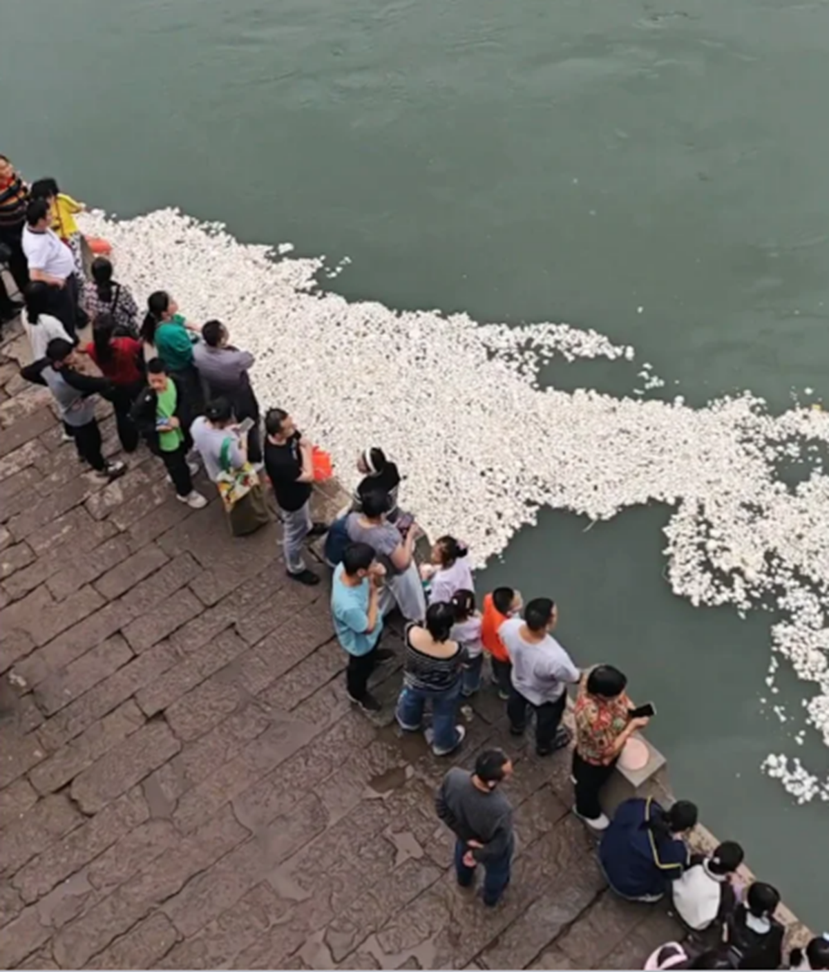 Người d&acirc;n ghi lại cảnh tượng "nổi da g&agrave;" tr&ecirc;n s&ocirc;ng, nh&igrave;n kỹ mới bất ngờ- Ảnh 1.