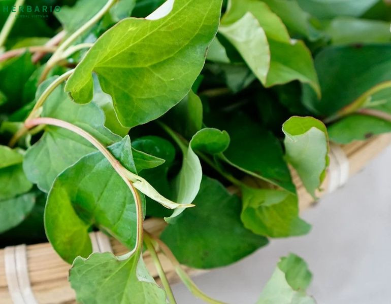 Tin vui cho những người đang trồng rau diếp c&aacute;- Ảnh 2.