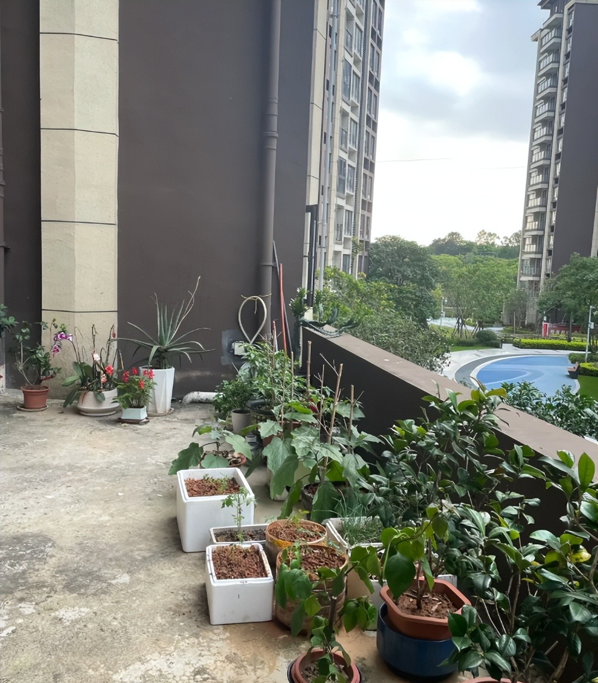 Mua căn hộ tầng thấp được tặng s&acirc;n rộng, chủ nh&agrave; h&agrave;o hứng l&agrave;m vườn: 6 th&aacute;ng sau phải th&aacute;o gần hết v&igrave; 4 rắc rối n&agrave;y- Ảnh 2.