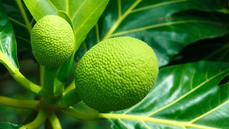Loại quả "ăn như b&aacute;nh m&igrave;", l&agrave; si&ecirc;u thực phẩm tốt cho tim mạch - Ảnh 1.