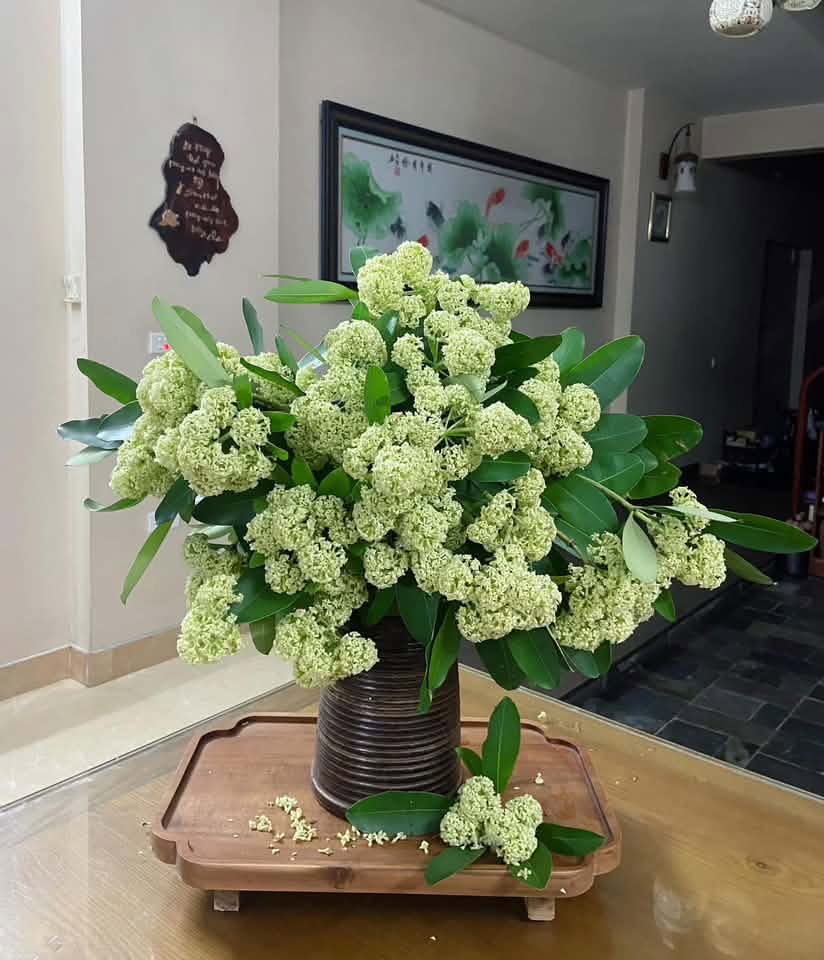 Ai ghét hoa sữa thì mặc, hội chị em mê mùi “đặc sản mùa thu Hà Nội” vẫn quyết tâm chưng bằng được một bình trong nhà- Ảnh 9.