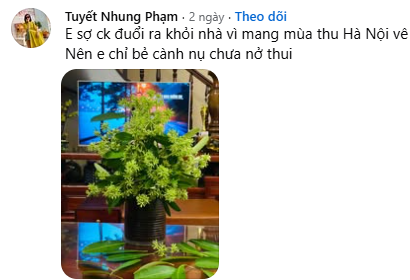 Ai ghét hoa sữa thì mặc, hội chị em mê mùi “đặc sản mùa thu Hà Nội” vẫn quyết tâm chưng bằng được một bình trong nhà- Ảnh 3.