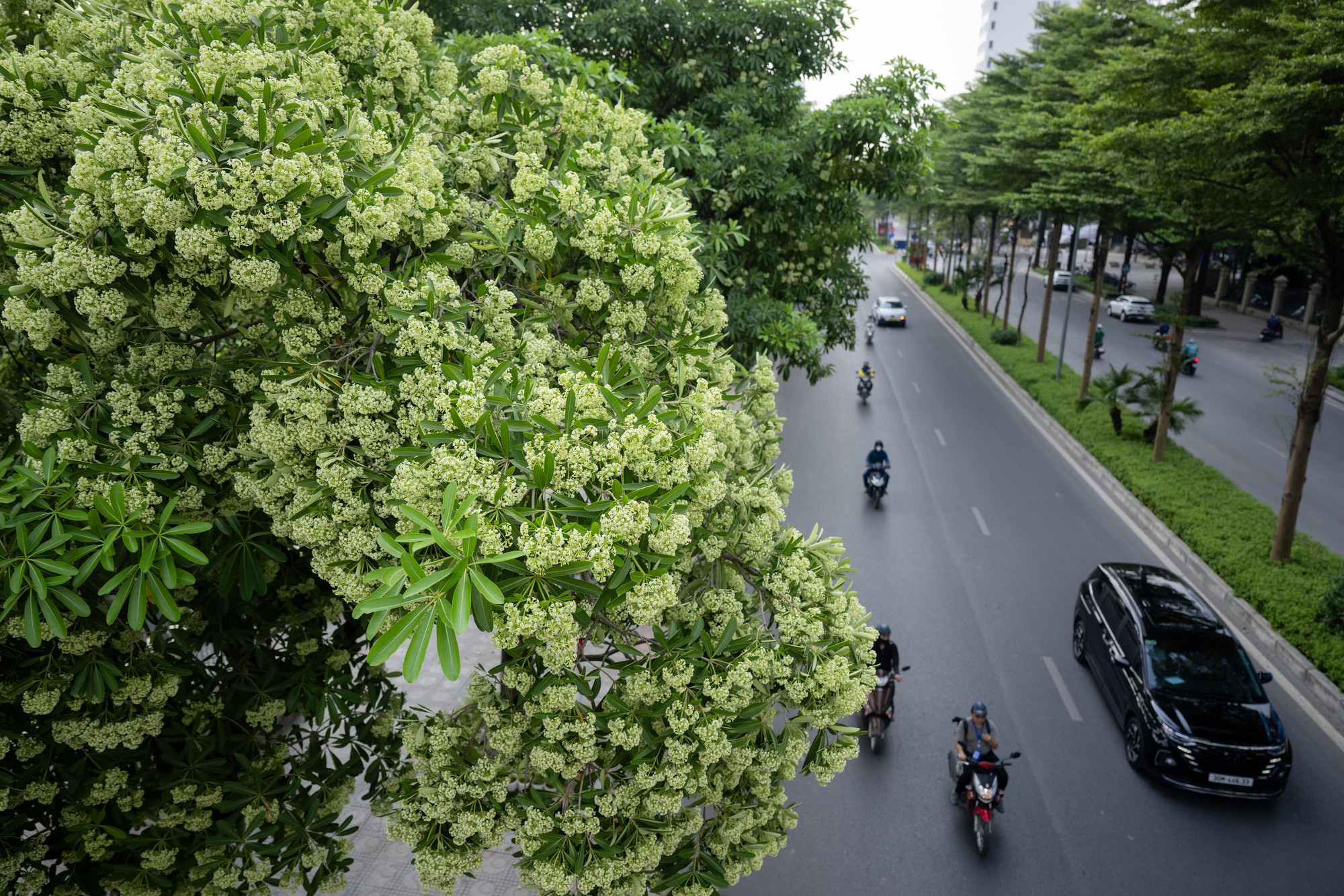 Clip: Đủ nắng hoa sẽ nở, H&agrave; Nội c&oacute; 14.400 c&acirc;y hoa sữa th&igrave; t&ocirc;i thở l&agrave;m sao?- Ảnh 6.