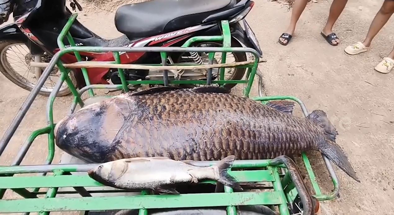 Người d&acirc;n bắt được con c&aacute; ch&eacute;p khổng lồ nặng 100kg tr&ecirc;n s&ocirc;ng - Ảnh 2.