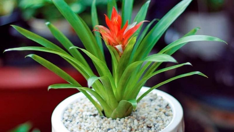 5 loại cây dễ thu hút muỗi nếu trồng trong nhà- Ảnh 1.