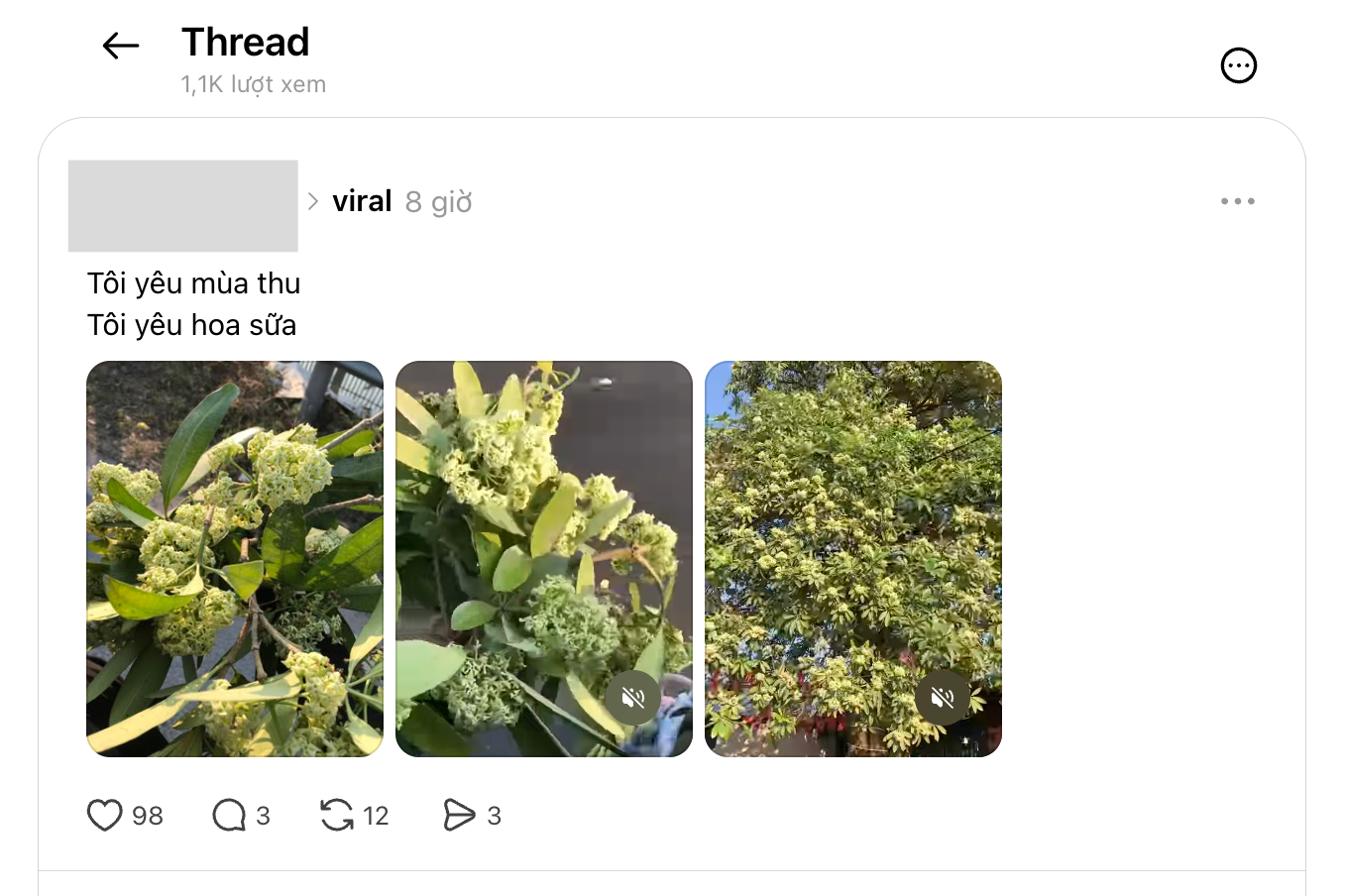 Trend hoa sữa hot nhất năm nay: 20/10 nhiều người xin hoa về cắm cho... thơm - Ảnh 2.