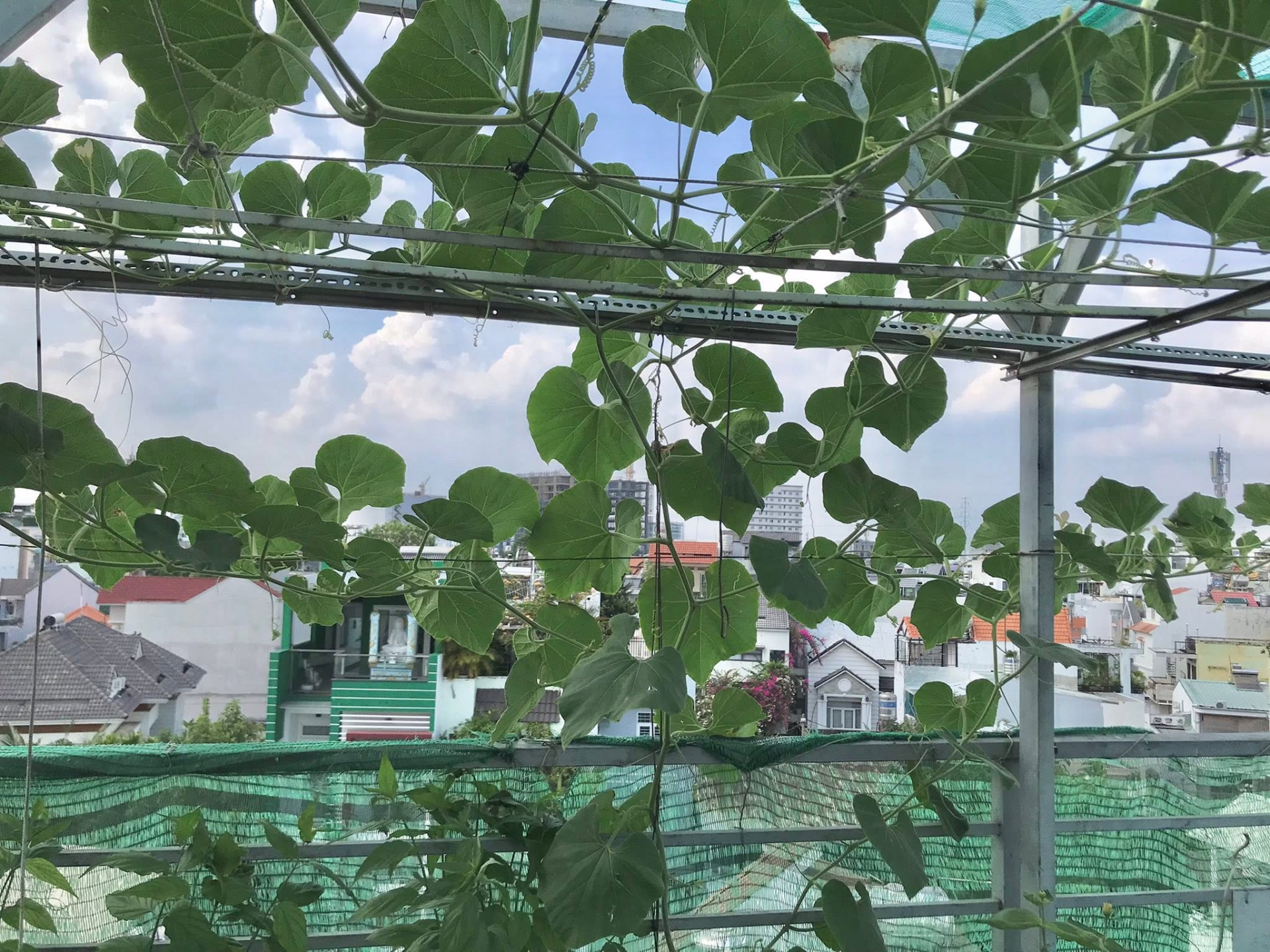 Nam nghệ sĩ "cưới trước y&ecirc;u sau" với vợ k&iacute;n tiếng, sống trong nh&agrave; phố 3 tầng, chỉ đam m&ecirc; trồng rau- Ảnh 3.