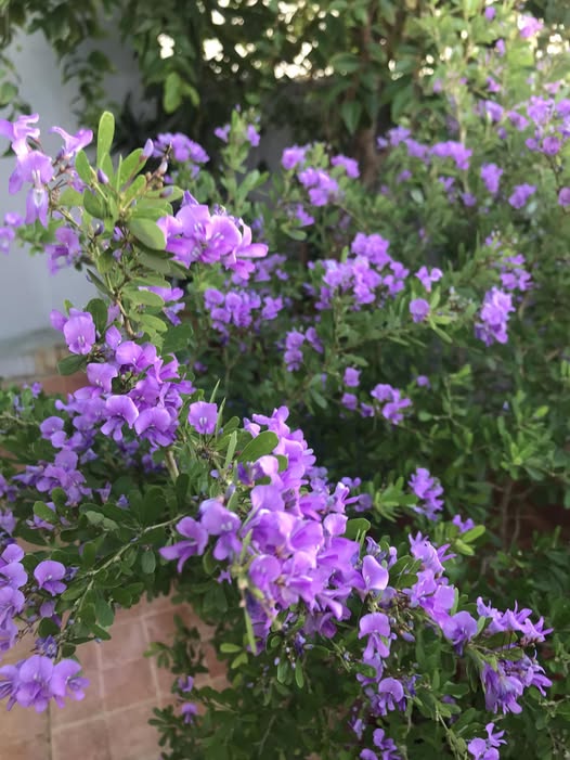 Nam nghệ sĩ "cưới trước y&ecirc;u sau" với vợ k&iacute;n tiếng, sống trong nh&agrave; phố 3 tầng, chỉ đam m&ecirc; trồng rau- Ảnh 10.