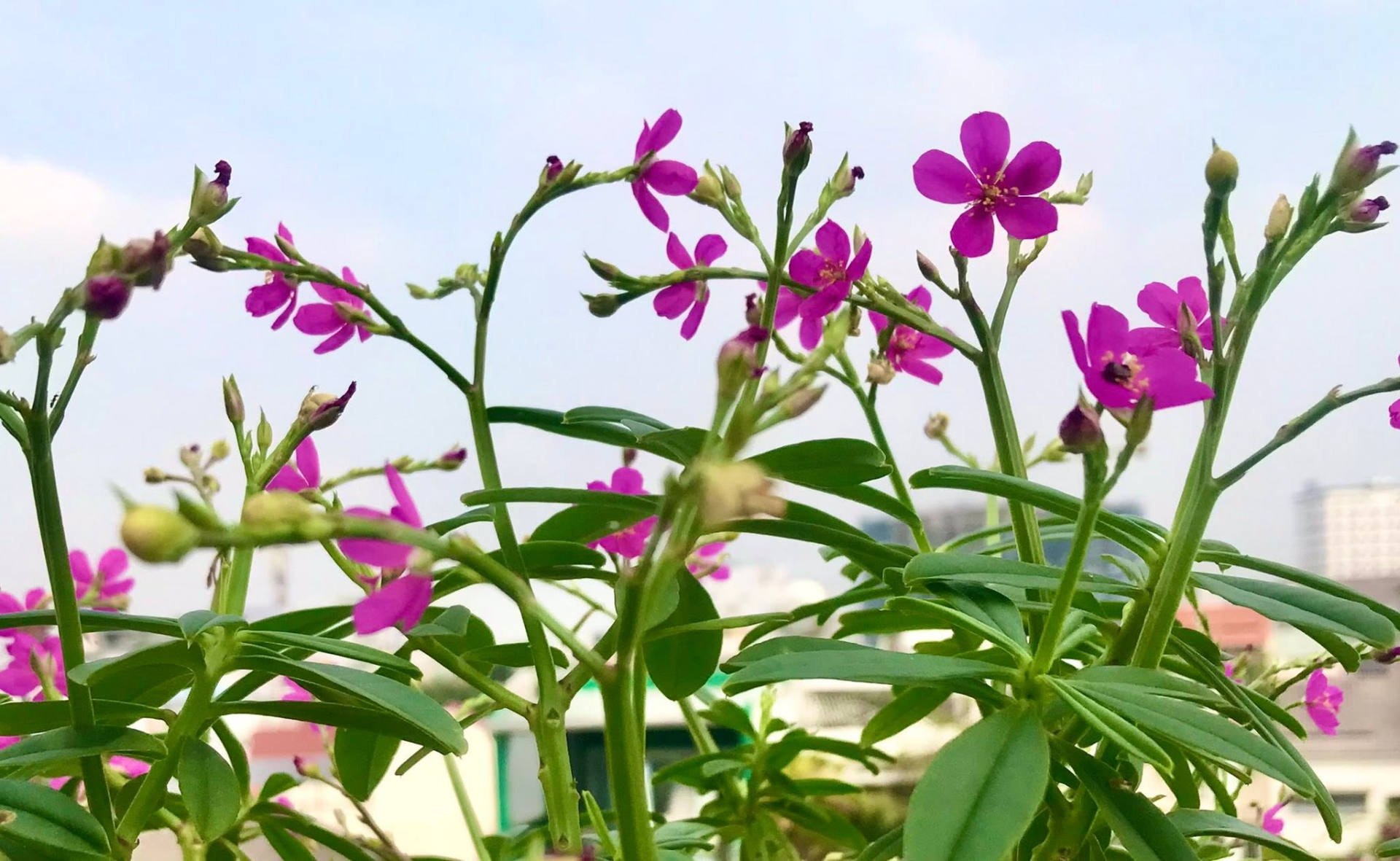 Nam nghệ sĩ "cưới trước y&ecirc;u sau" với vợ k&iacute;n tiếng, sống trong nh&agrave; phố 3 tầng, chỉ đam m&ecirc; trồng rau- Ảnh 13.