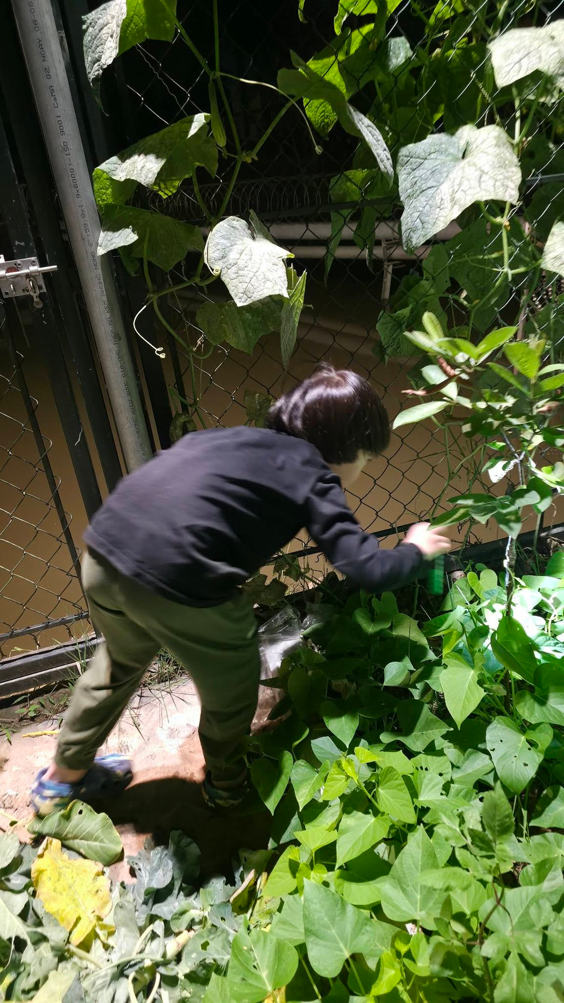 Căn nh&agrave; ngoại &ocirc; xanh mướt, ngập tr&agrave;n hoa v&agrave; c&acirc;y ăn quả,.. của Cục trưởng Xu&acirc;n Bắc - Ảnh 20.