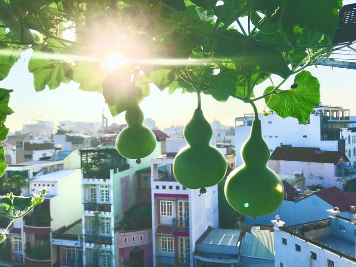 Nam nghệ sĩ "cưới trước y&ecirc;u sau" với vợ k&iacute;n tiếng, sống trong nh&agrave; phố 3 tầng, chỉ đam m&ecirc; trồng rau- Ảnh 6.
